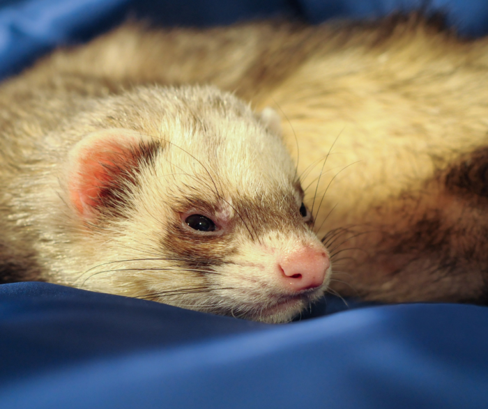 Ferrets, To Neuter or Not?