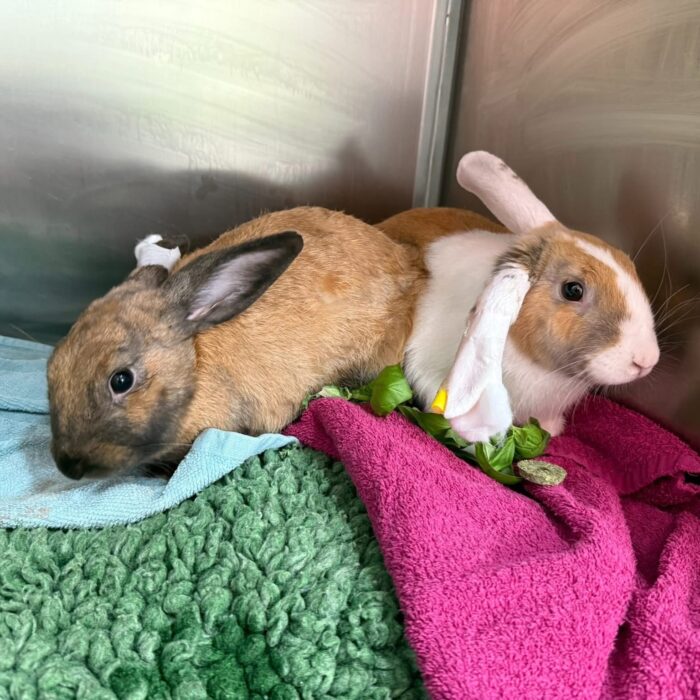 Neutering Small Animals