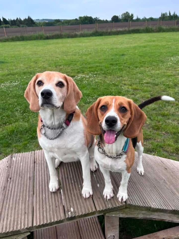 Why Vaccinate? What Pet Vaccinations Cover and Why They Matter