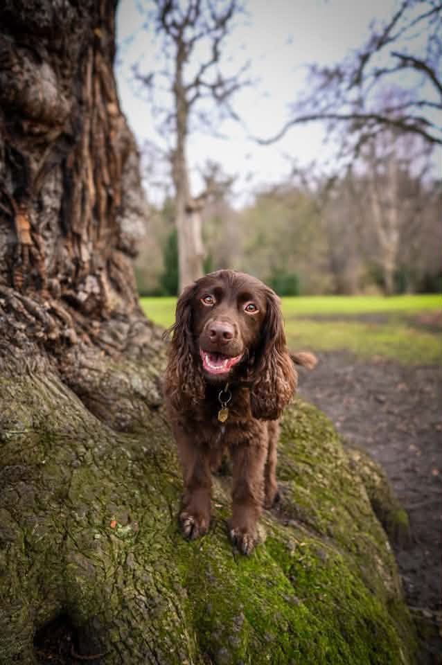 Microchipping Your Pet: Why Keeping Your Details Up to Date Matters