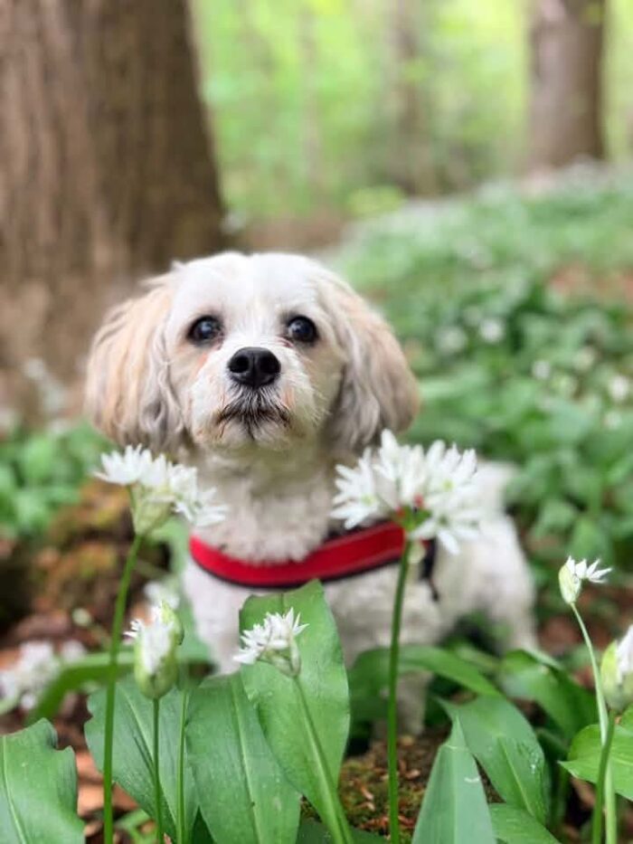 Fleas, Ticks and Worms: Finding the Right Parasite Protection for Your Pet