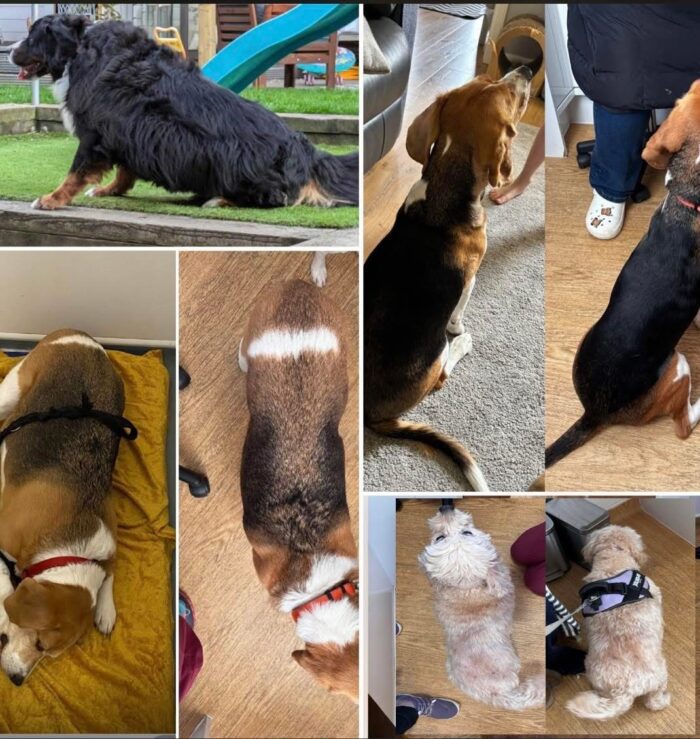 Is Your Pet a Healthy Weight? A Practical Guide to Weight Management and Body Condition Scoring