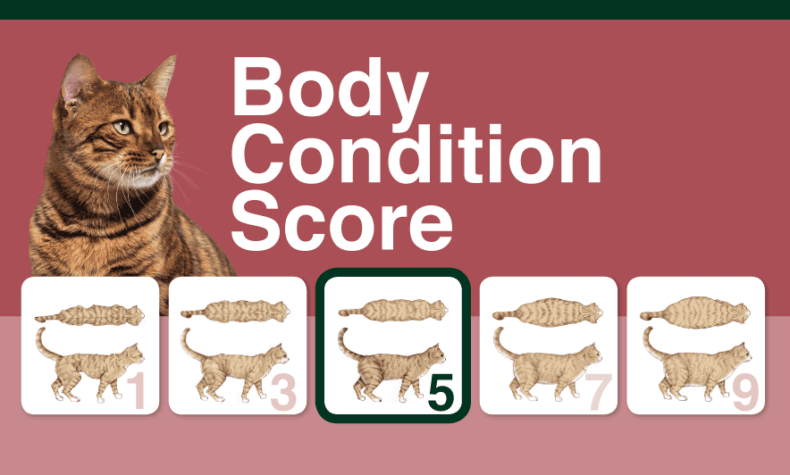 Cat body condition score chart showing scores 1 to 9, with 5 highlighted as ideal