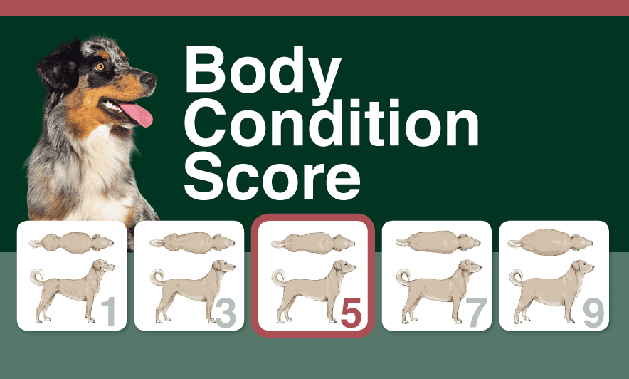 Dog body condition score chart showing scores 1 to 9, with 5 highlighted as ideal